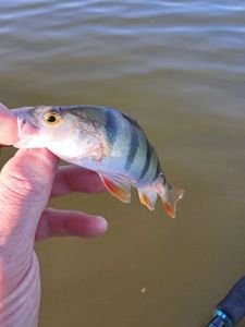 European Perch