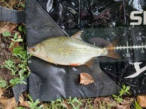Roach