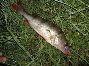 European Perch