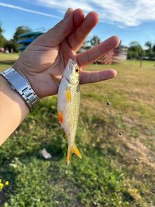 Roach