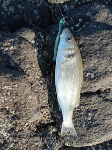 European Bass (Seabass)