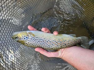 Brown Trout