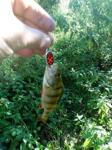 European Perch