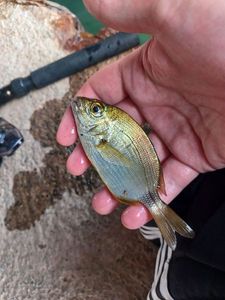 Annular Seabream