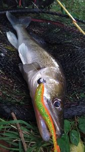 Zander