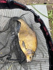 Common Bream