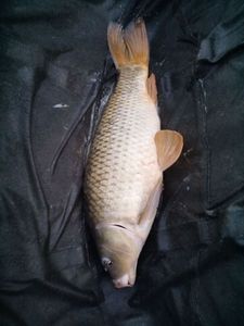 Common Carp caught by Christophe Chazelle