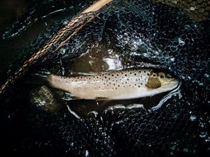 Brown Trout