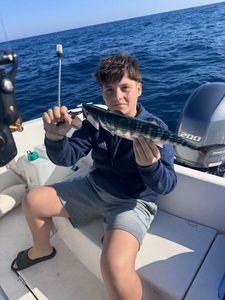 Atlantic Bonito