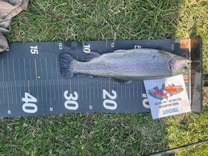 Rainbow Trout