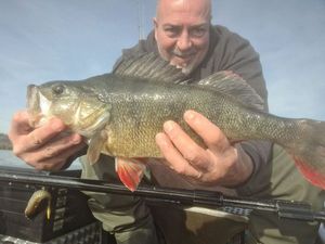 Golden Perch