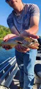 Cutthroat Trout