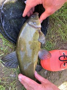 Tench