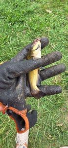 Black Bullhead
