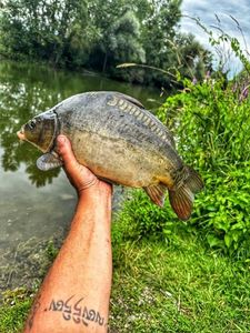 Leather Carp