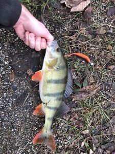 European Perch