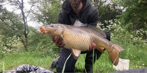 Common Carp