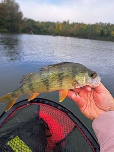 European Perch