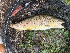 Brown Trout