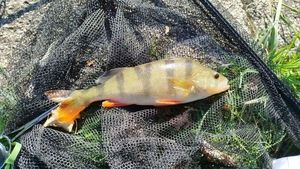 European Perch