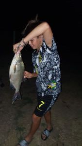 Common Bream