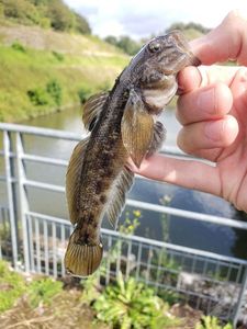 Round Goby