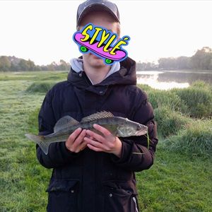 Zander
