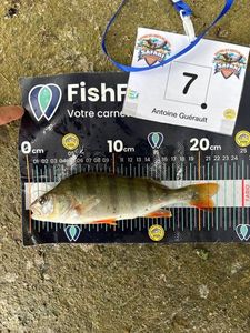 European Perch