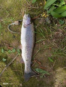 Rainbow Trout