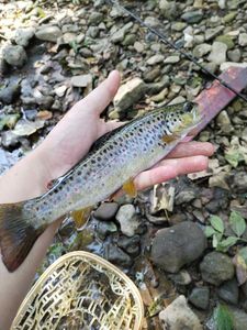 Brown Trout
