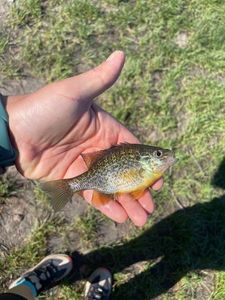 Green Sunfish