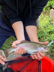 Rainbow Trout