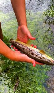 Brown Trout