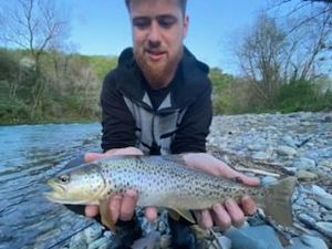 Brown Trout