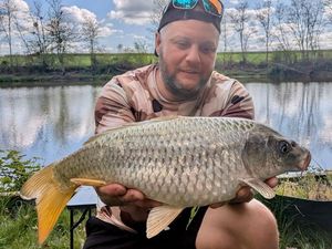 Common Carp