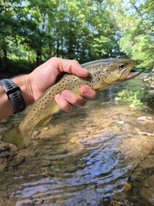 Brown Trout