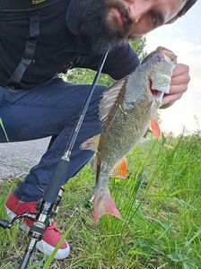 European Perch