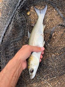 Leaping Mullet