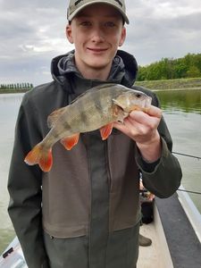 European Perch