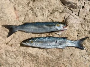 Golden Grey Mullet