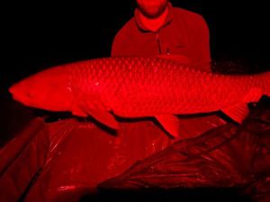 Grass Carp