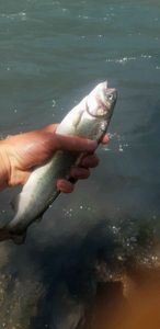Rainbow Trout