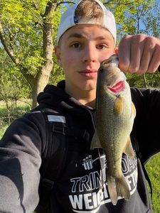 Largemouth Bass