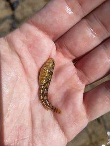 Common Intertidal Fish