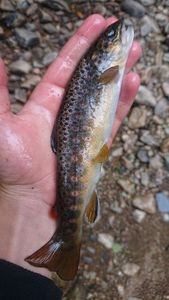 Brown Trout