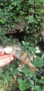 European Perch