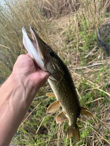 Northern Pike