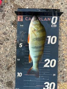 European Perch