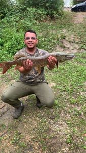 Northern Pike