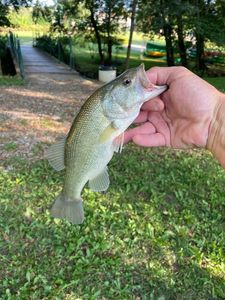 Largemouth Bass